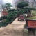 罗汉松盆景，斜飘罗汉松，罗汉松地景，罗汉松造型