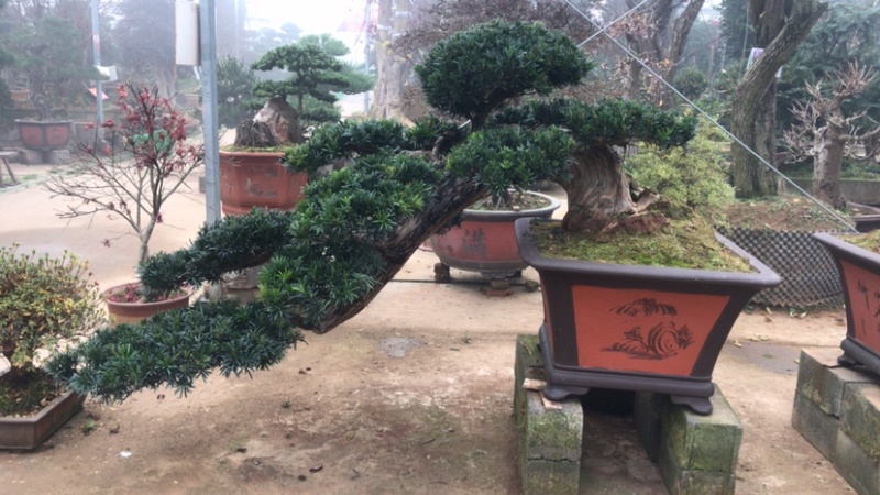 罗汉松盆景，斜飘罗汉松，罗汉松地景，罗汉松造型