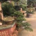 罗汉松盆景，斜飘罗汉松，罗汉松地景，罗汉松造型