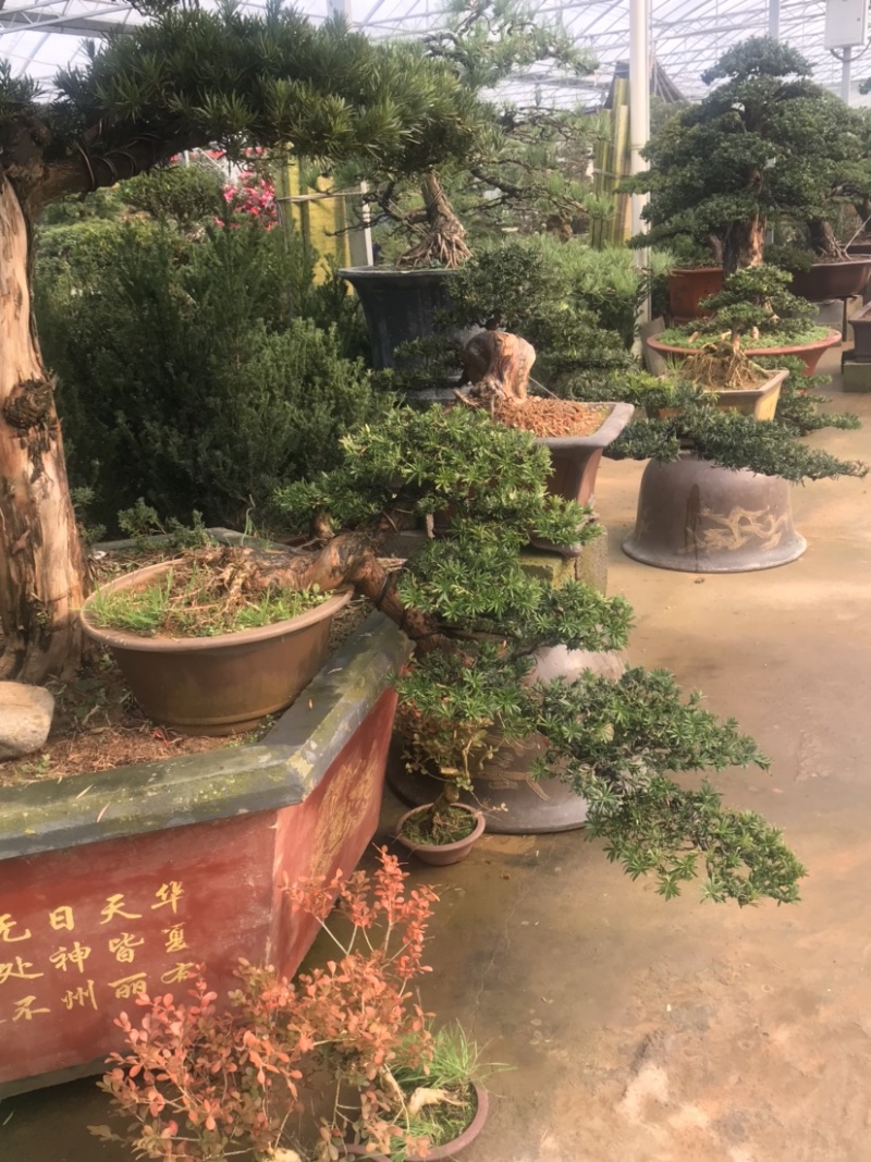 罗汉松盆景，斜飘罗汉松，罗汉松地景，罗汉松造型