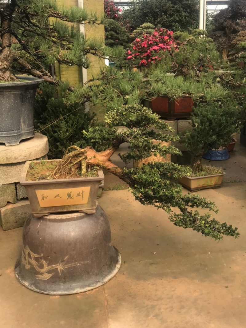 罗汉松盆景，斜飘罗汉松，罗汉松地景，罗汉松造型