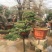 罗汉松盆景，斜飘罗汉松，罗汉松地景，罗汉松造型