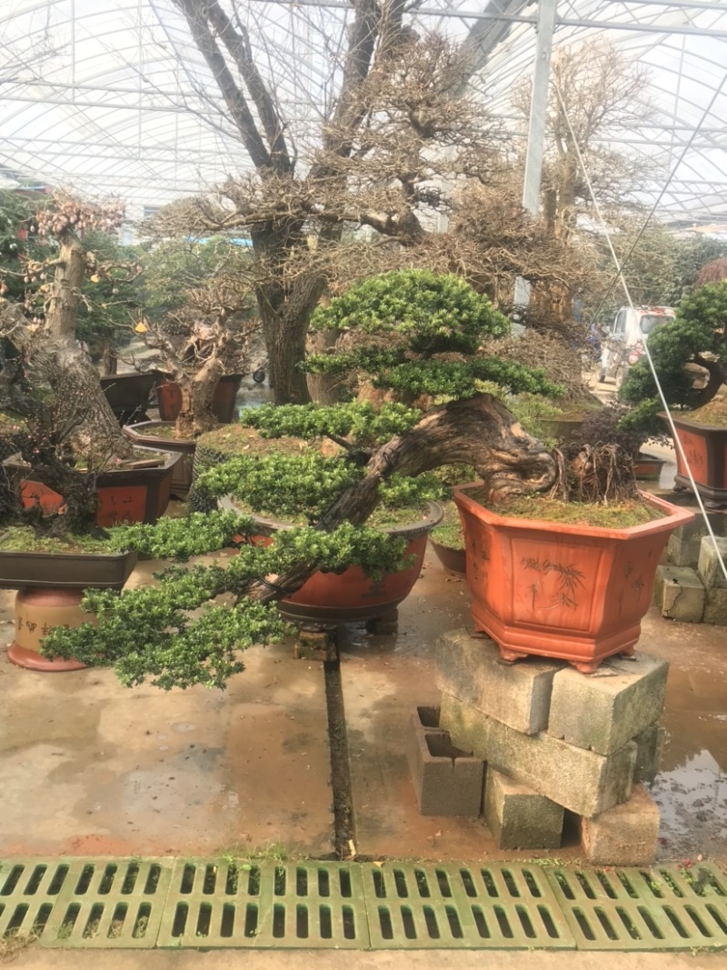 罗汉松盆景，斜飘罗汉松，罗汉松地景，罗汉松造型