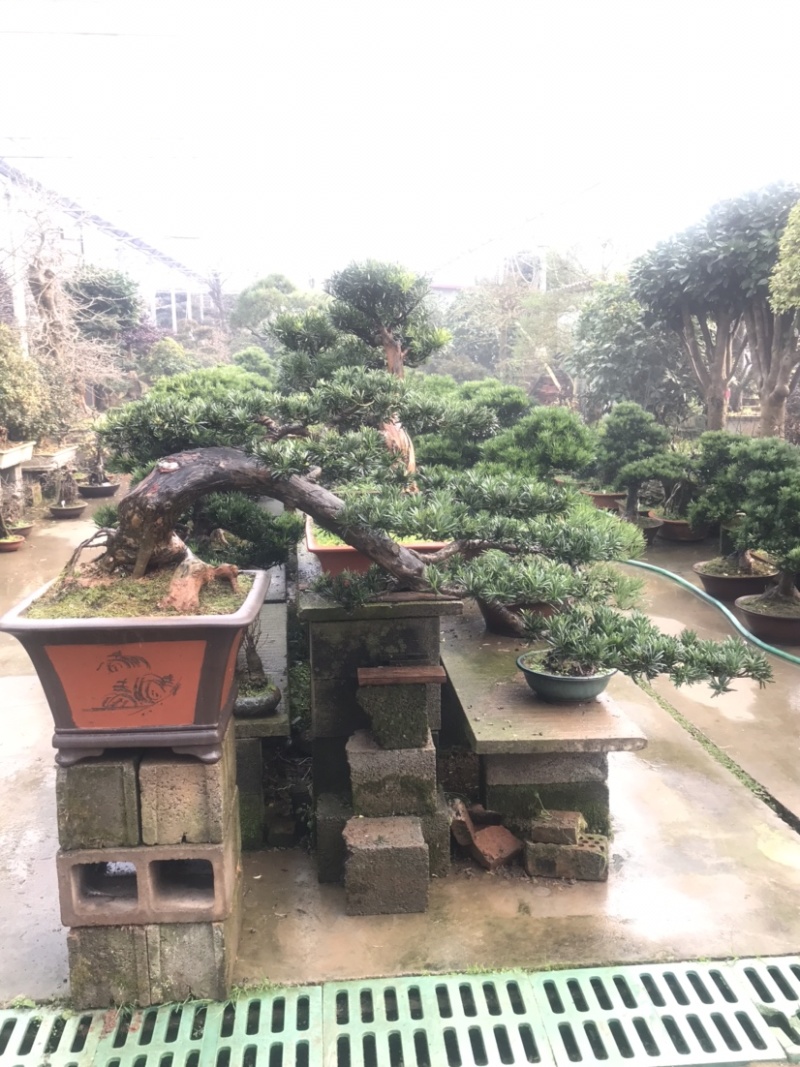 罗汉松盆景，斜飘罗汉松，罗汉松地景，罗汉松造型