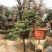 罗汉松盆景，斜飘罗汉松，罗汉松地景，罗汉松造型