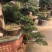 罗汉松盆景，斜飘罗汉松，罗汉松地景，罗汉松造型