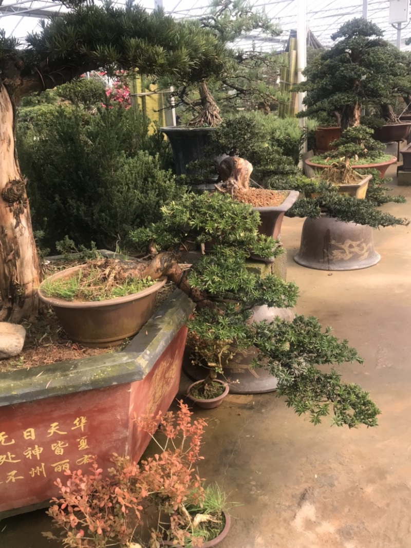 罗汉松盆景，斜飘罗汉松，罗汉松地景，罗汉松造型