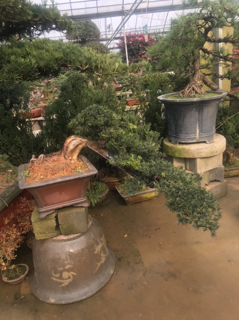 罗汉松盆景，斜飘罗汉松，罗汉松地景，罗汉松造型