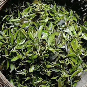大瑶山野生石岩茶，绿茶！