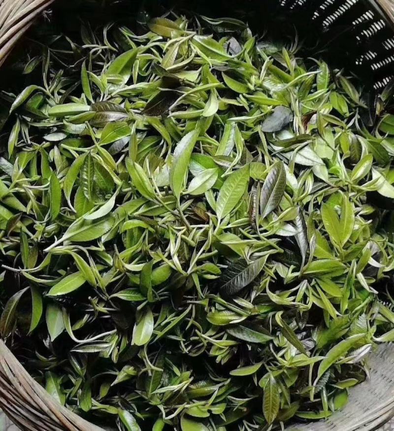 大瑶山野生石岩茶，绿茶！