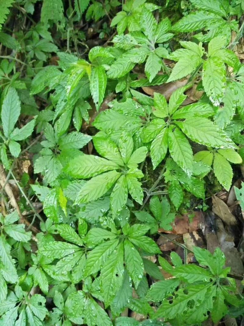 大瑶山野生绞股蓝，甘甜可口！