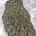 大瑶山野生绞股蓝，甘甜可口！