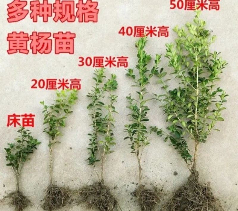 小叶黄杨苗《速生生长速度快》成活率高小叶黄杨黄杨