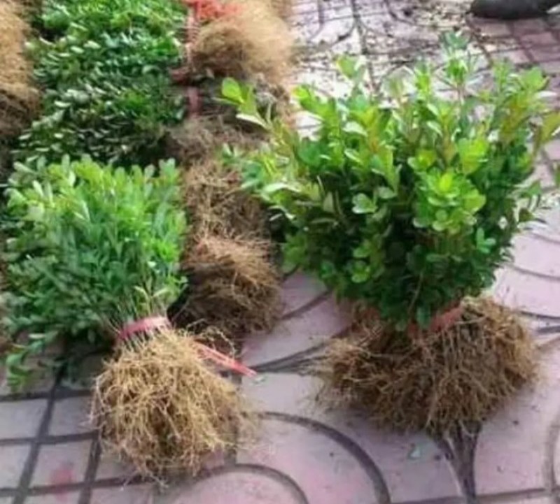 小叶黄杨苗《速生生长速度快》成活率高小叶黄杨黄杨