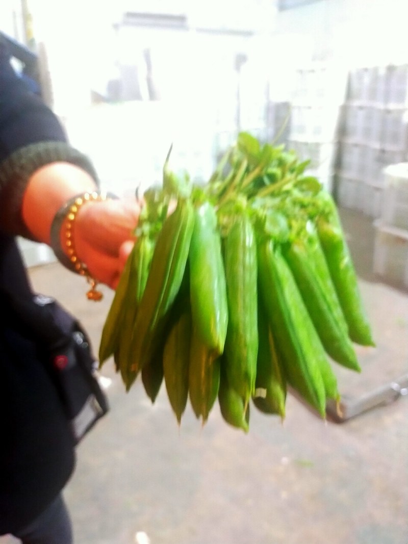 「精」云南青豌豆粒大饱满一手货源诚邀合作欢迎咨询