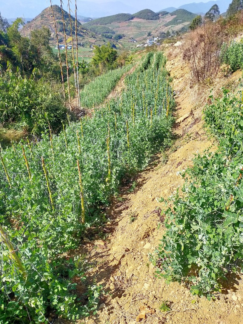 「精」云南青豌豆粒大饱满一手货源诚邀合作欢迎咨询