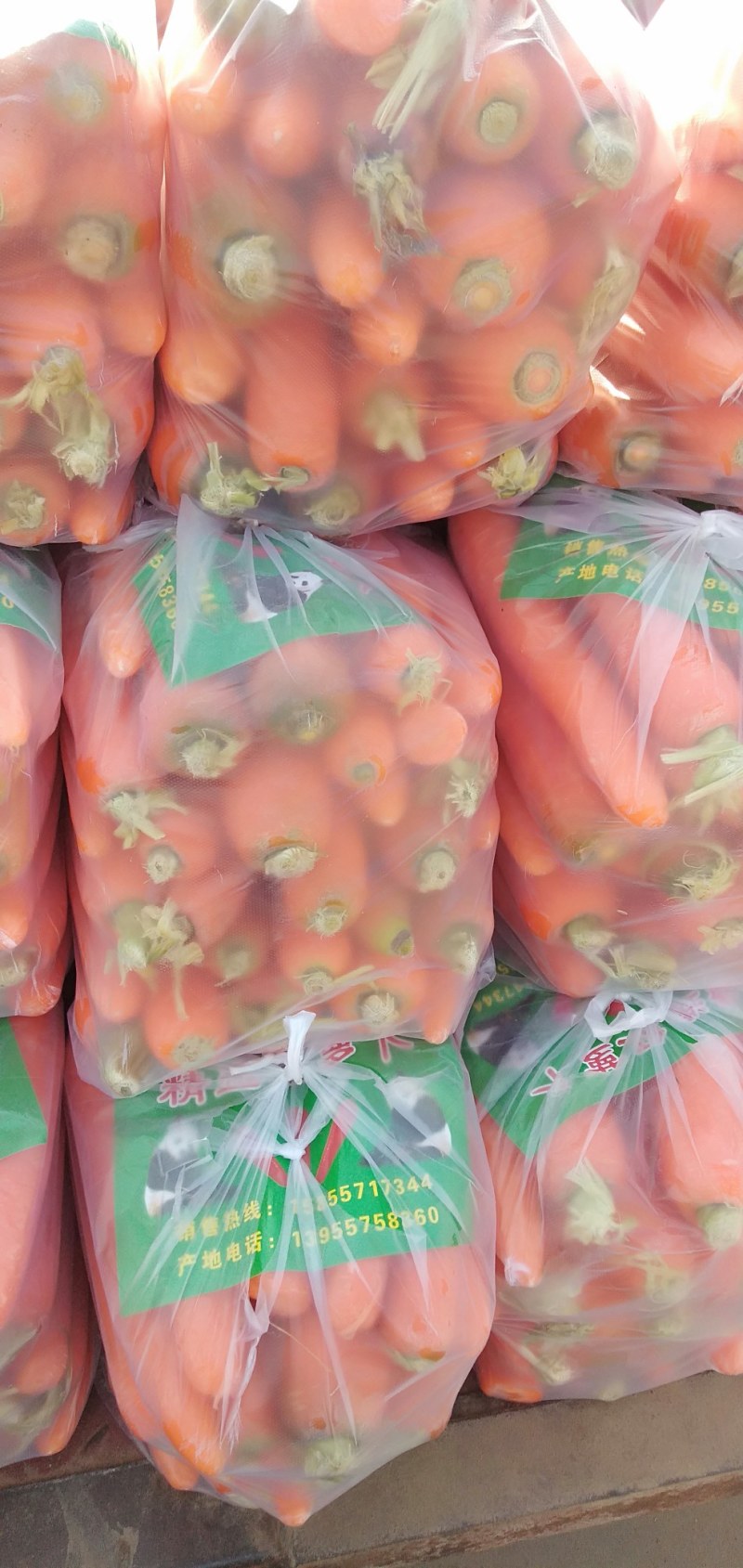 精品红萝卜泥萝卜质量好量大欢迎各地老板咨询