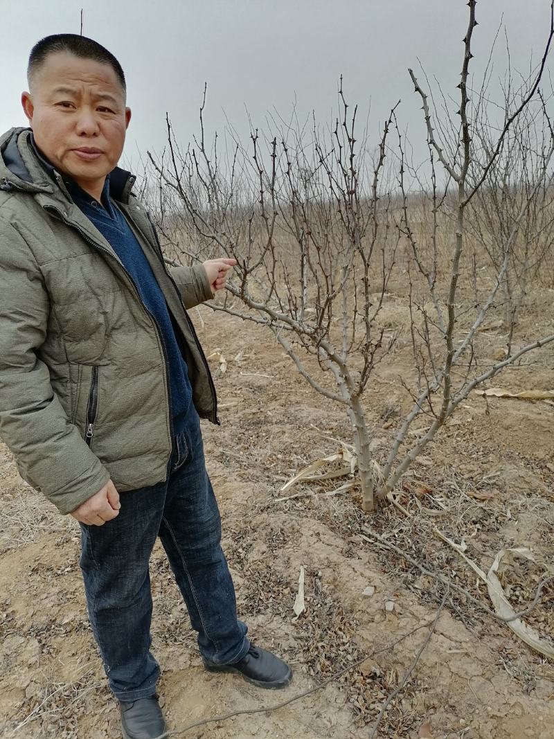 四五公分的优质大黄袍花椒树冬季修剪中，隔一卖一，品质保证