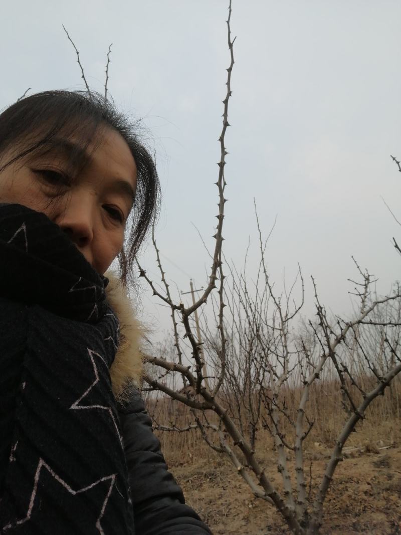 四五公分的优质大黄袍花椒树冬季修剪中，隔一卖一，品质保证