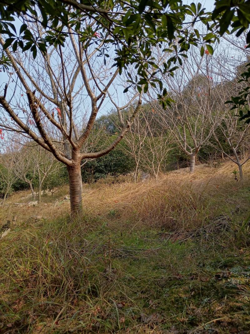 全冠樱花径杆26，22，15，12公分