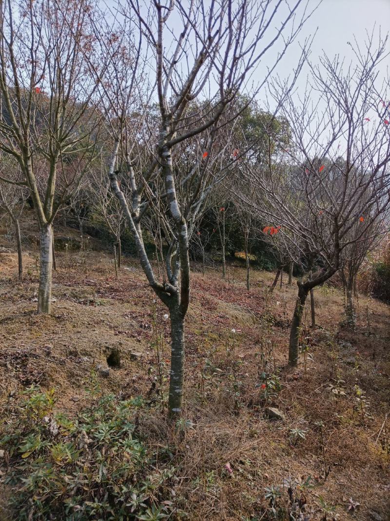 全冠樱花径杆26，22，15，12公分