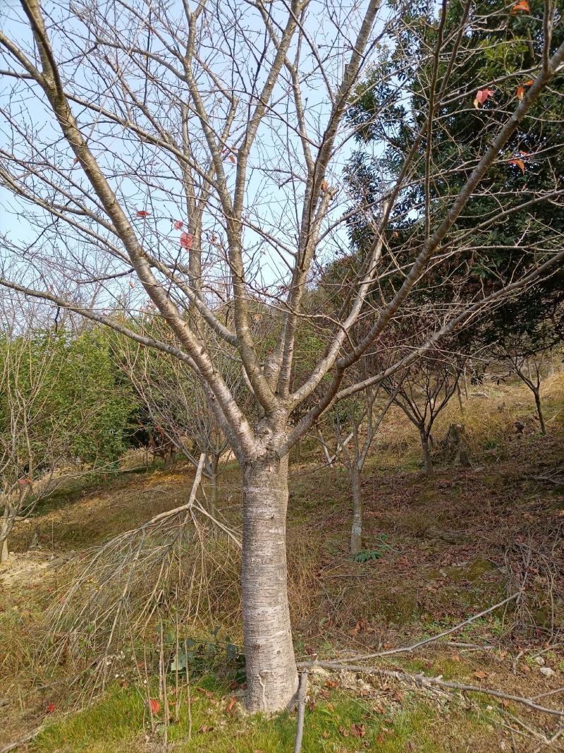 全冠樱花径杆26，22，15，12公分