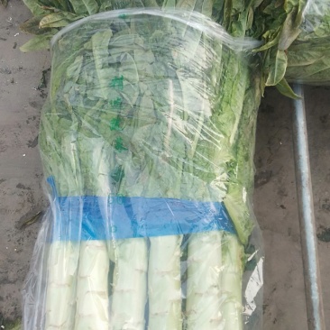 莴笋质量好，欢迎各地老板咨询，，前来视察市场