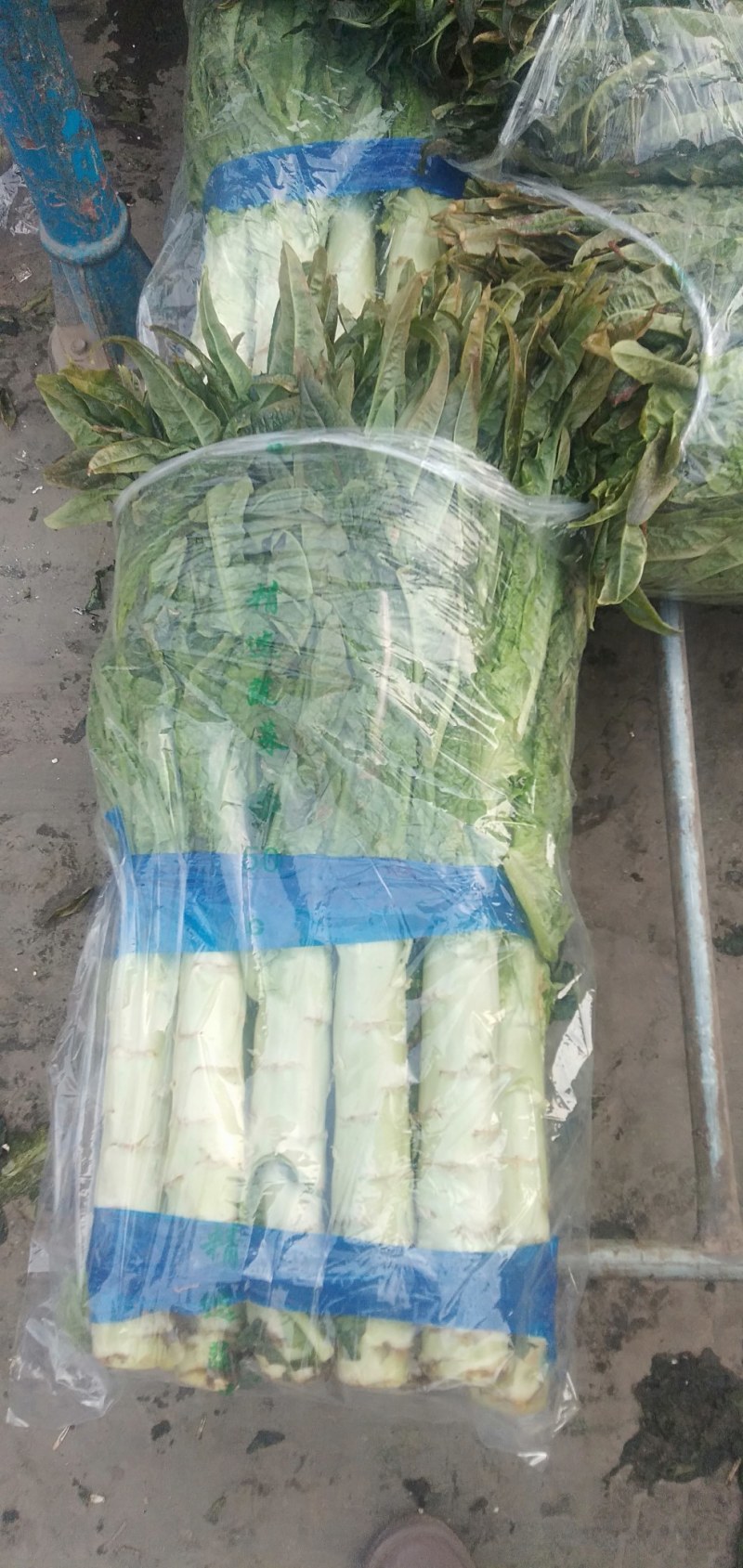 莴笋质量好，欢迎各地老板咨询，，前来视察市场