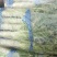 莴笋质量好，欢迎各地老板咨询，，前来视察市场