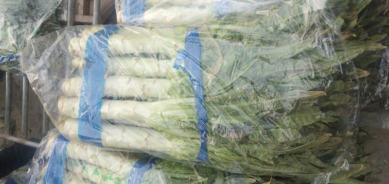 莴笋质量好，欢迎各地老板咨询，，前来视察市场