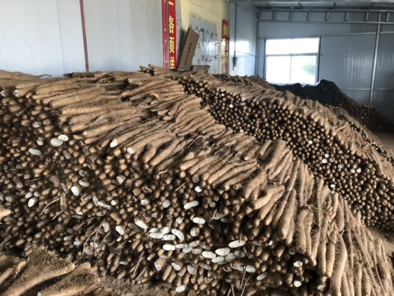 白玉山药，山药批发，保质保量产地直发可视频看货欢迎咨询