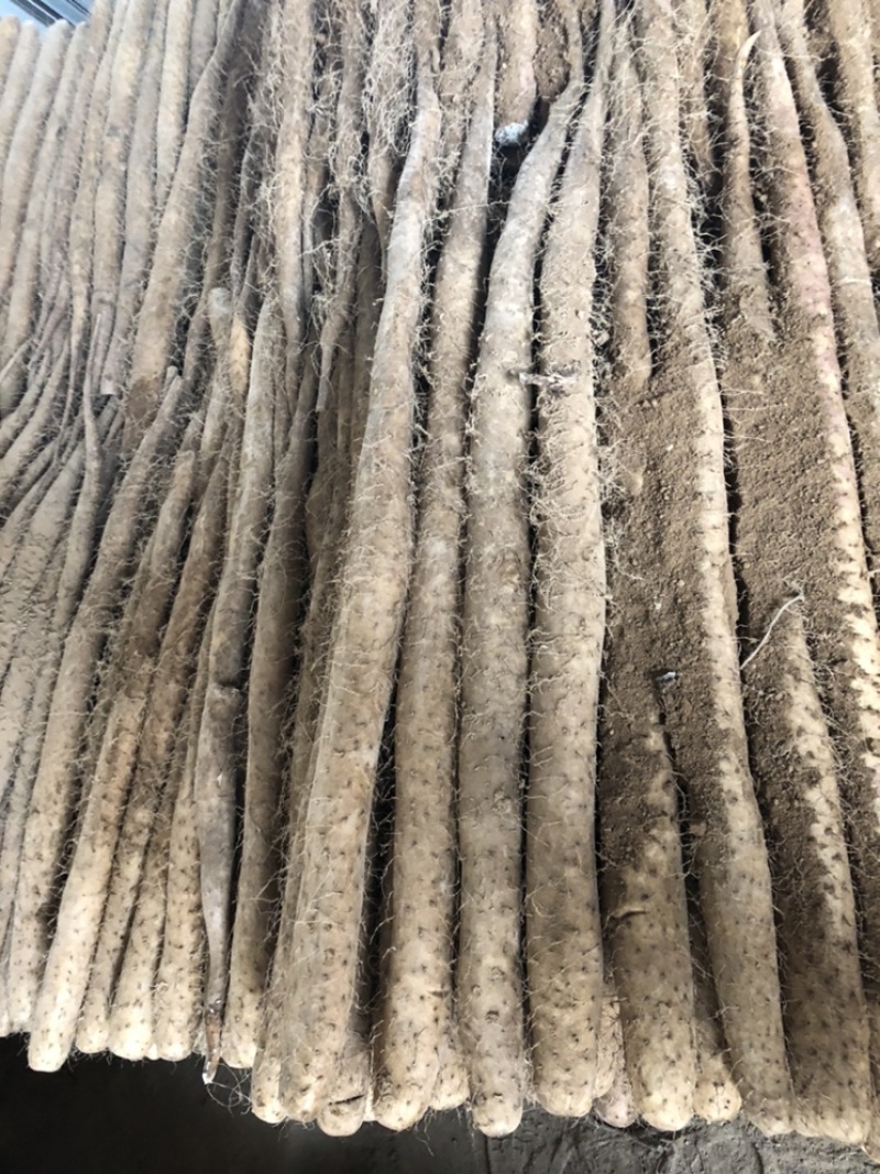 白玉山药，山药批发，保质保量产地直发可视频看货欢迎咨询