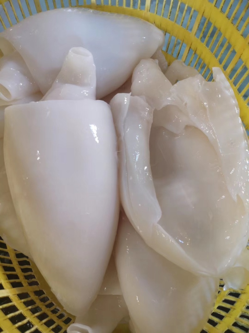 北海工厂一手墨鱼筒，AA+级标准，价格实惠，质量**。
