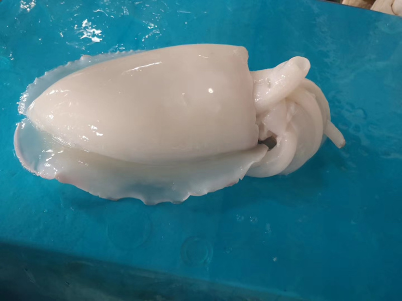 北海工厂一手墨鱼筒，AA+级标准，价格实惠，质量**。
