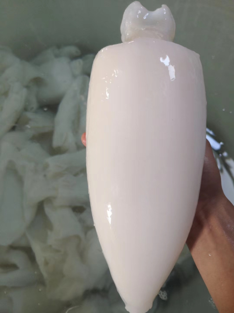 北海工厂一手墨鱼筒，AA+级标准，价格实惠，质量**。
