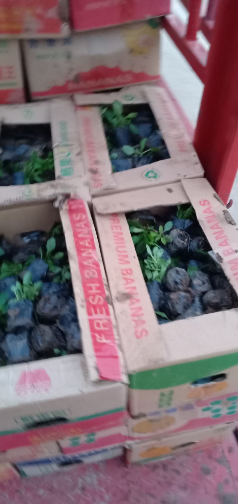 精品马鞭草苗大量上市，基地直发直销，一手货源，欢迎各位老板