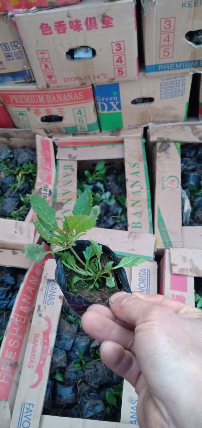 精品马鞭草苗大量上市，基地直发直销，一手货源，欢迎各位老板