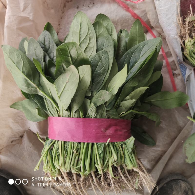 【热卖中】大叶菠菜油亮型诚信为本视频看货一手货源等您来电