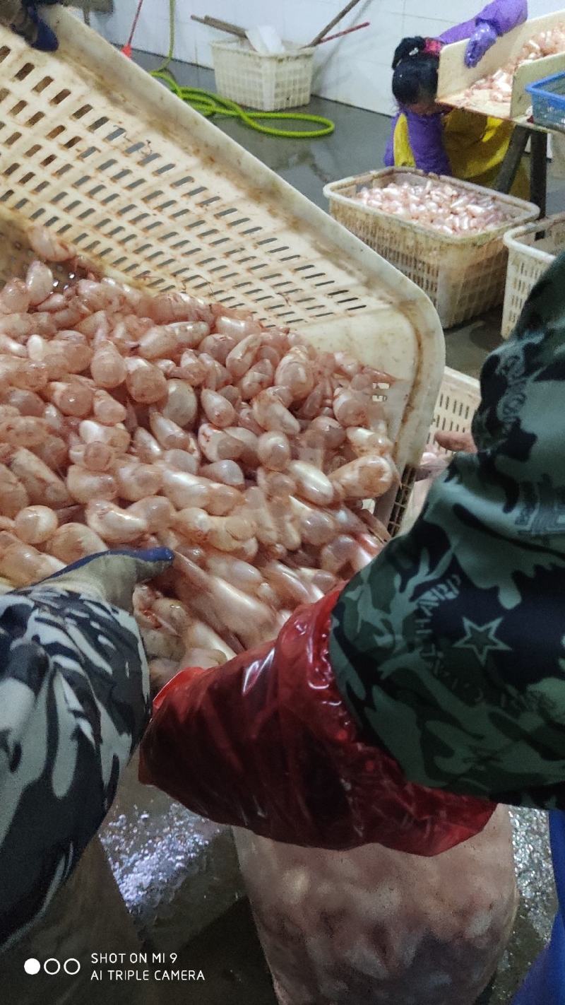 鱼泡鱼鳔白鲢当天现杀带血大鱼泡一手货源工厂直发全国