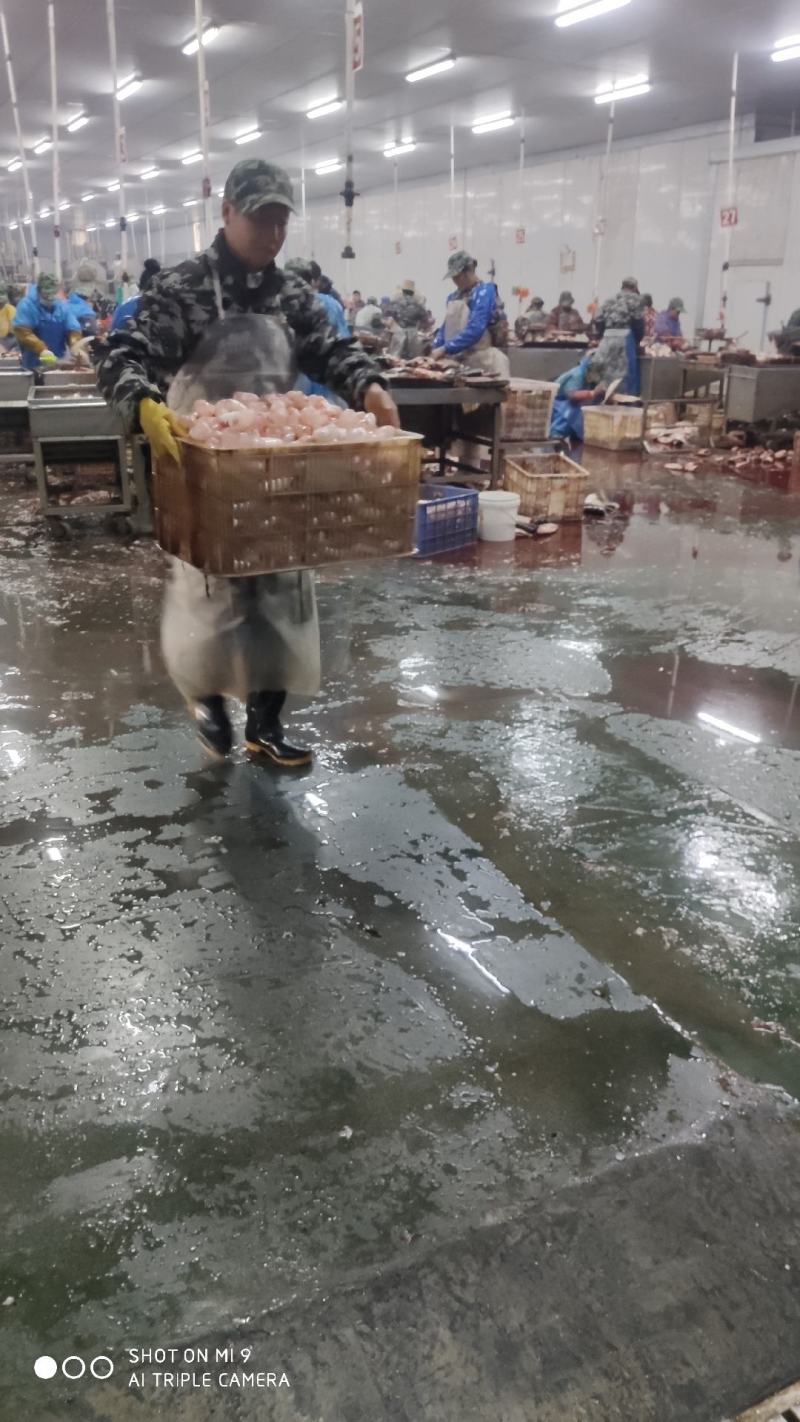 鱼泡鱼鳔白鲢当天现杀带血大鱼泡一手货源工厂直发全国