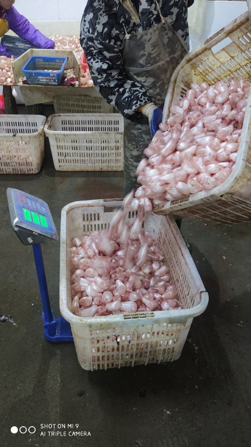 鱼泡鱼鳔白鲢当天现杀带血大鱼泡一手货源工厂直发全国