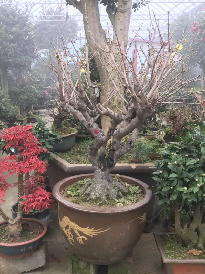腊梅盆景，腊梅古桩，腊梅老桩，素芯腊梅，腊梅树