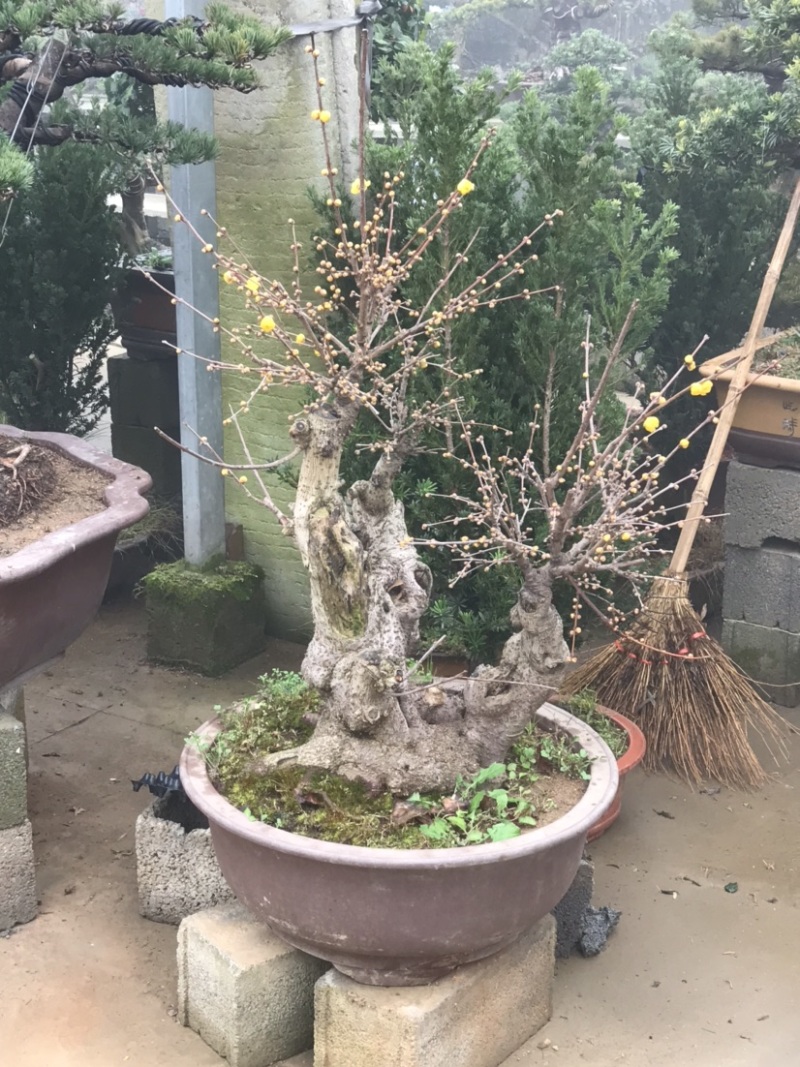 腊梅盆景，腊梅古桩，腊梅老桩，素芯腊梅，腊梅树