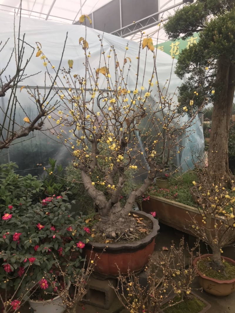 腊梅盆景，腊梅古桩，腊梅老桩，素芯腊梅，腊梅树
