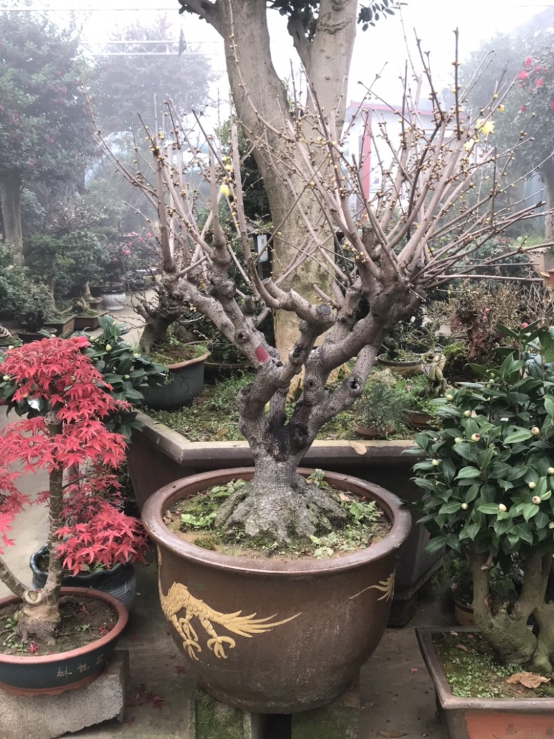 腊梅盆景，腊梅古桩，腊梅老桩，素芯腊梅，腊梅树