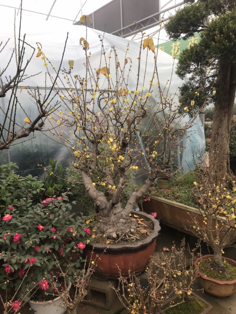 腊梅盆景，腊梅古桩，腊梅老桩，素芯腊梅，腊梅树