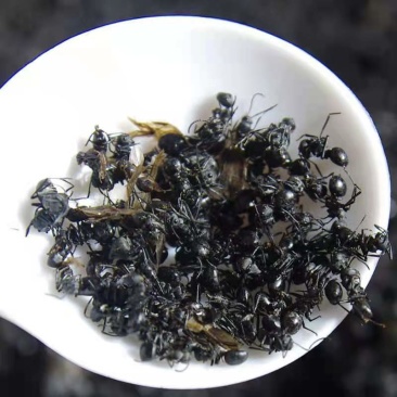 黑蚂蚁拟黑多刺蚁蚂蚁干泡酒广西广东产地散货批发