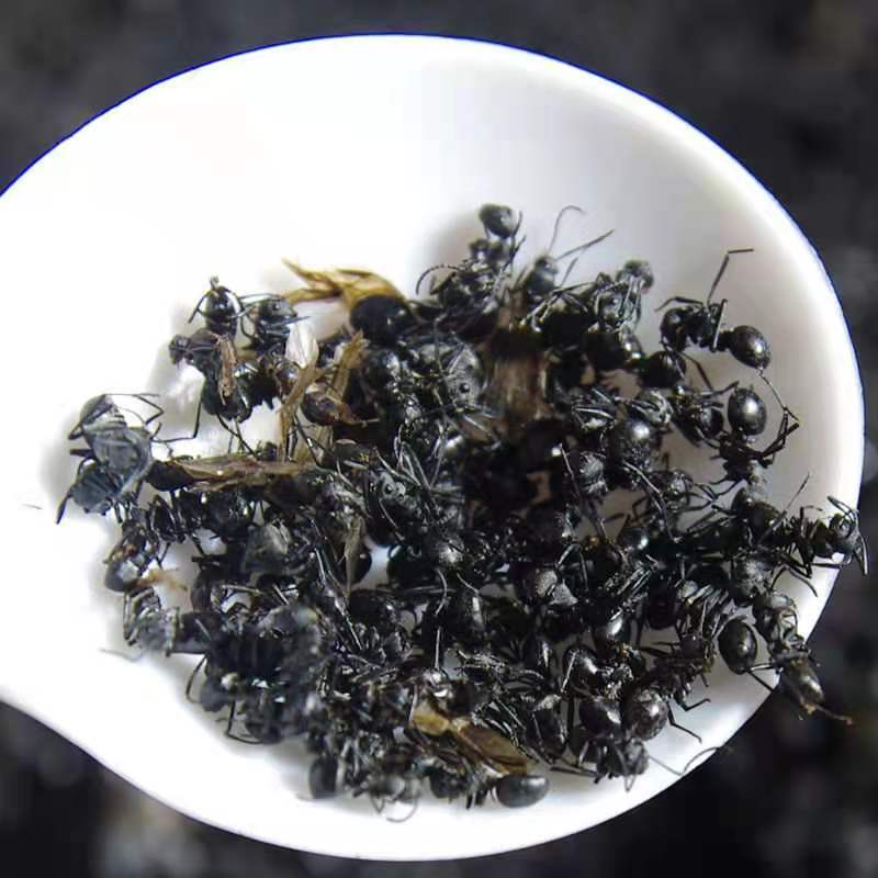 黑蚂蚁拟黑多刺蚁蚂蚁干泡酒广西广东产地散货批发