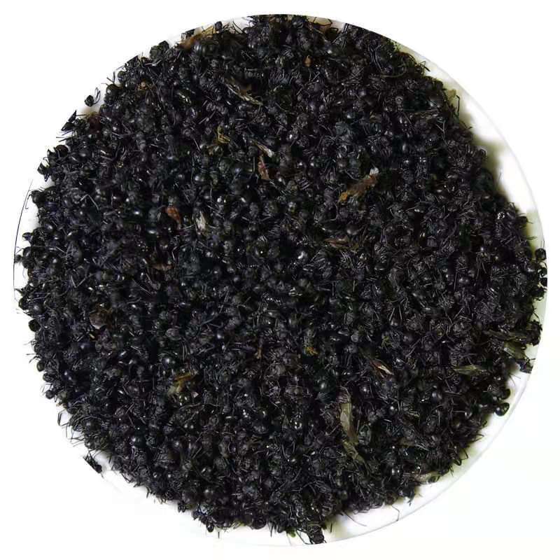 黑蚂蚁拟黑多刺蚁蚂蚁干泡酒广西广东产地散货批发