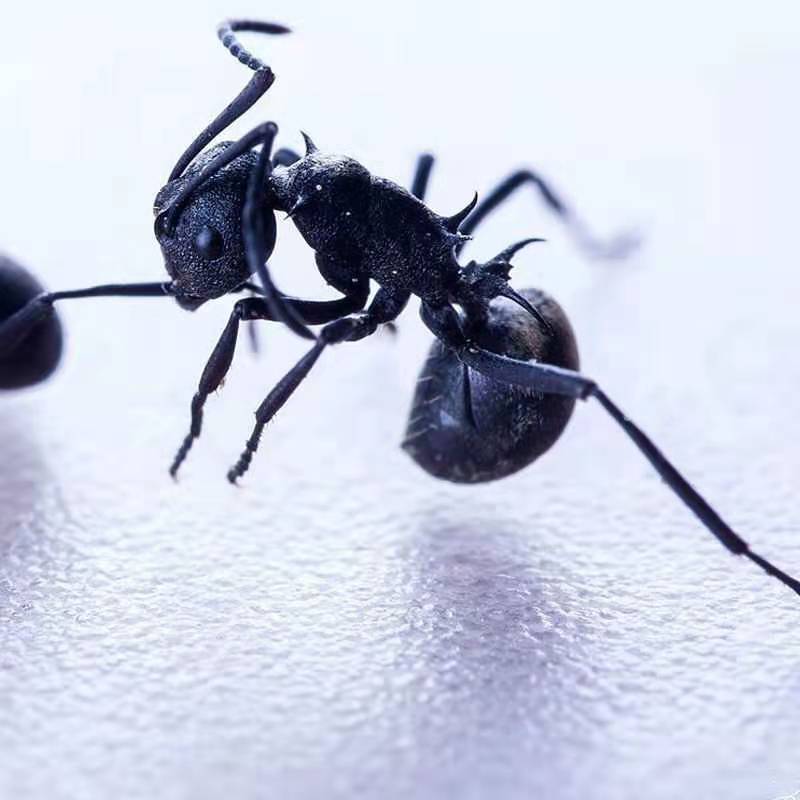 黑蚂蚁拟黑多刺蚁蚂蚁干泡酒广西广东产地散货批发